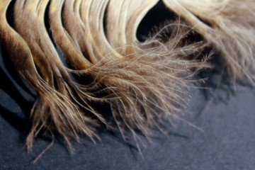 Blurred image of fluffy feather. Abstract nature background. Cropped shot of an owl feather. Fluffy texture background.