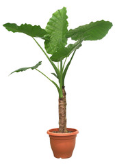 Beautiful Alocasia plant in pot isolated on table