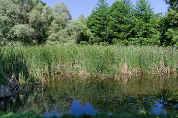 Summer green forest and reed or rush with reflection in the lake, South park, Sofia, Bulgaria 