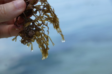 Grüne und braune algen an einem Strand auf Mauritius