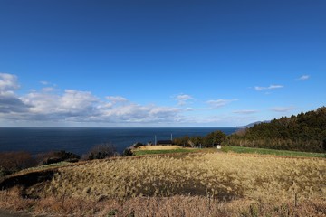 越前海岸の水仙畑