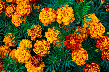 Beautiful marigold flowers. Tagetes erecta