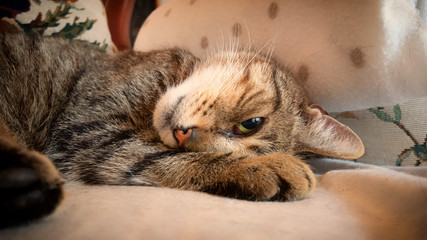 Obraz na płótnie Canvas European Shorthair cat lies on the chair and looks with an eye what happens.