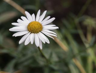 a daisy saying good morning