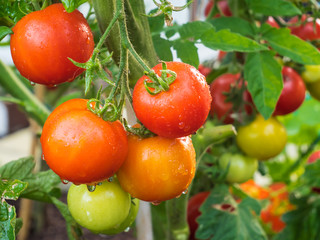 The tomato is the edible