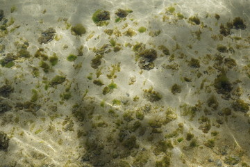 braune und grüne algen auf mauritius im sommer