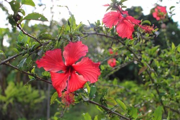 The beauty of the hibiscus flowers reflects the warm sunlight in the evening