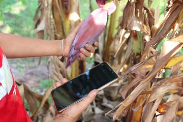 A girl holding a cell phone while surveying bananas in the garden