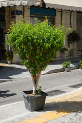 Topfpflanze in einem belebten Quartier von Athen, Griechenland