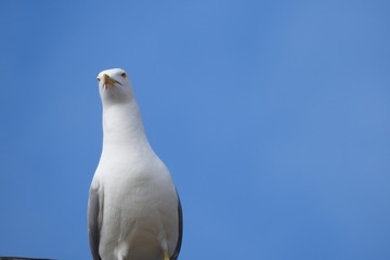 Beautiful white seagull on blue sky background