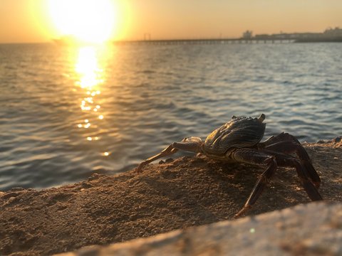Crab on beach at sunset