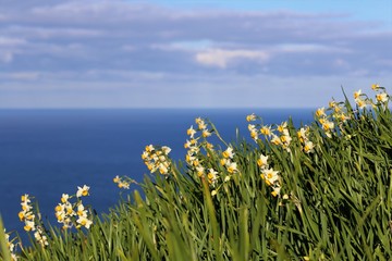 越前海岸の水仙畑 © narautsu