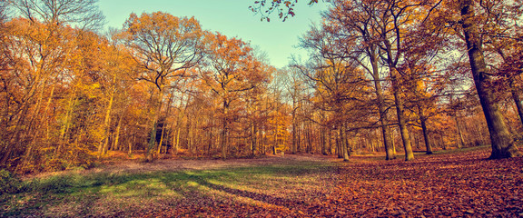 Panorama of a forest in autumn, vintage process