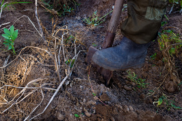 a man digs potatoes with a shovel. Russia, harvesting.
