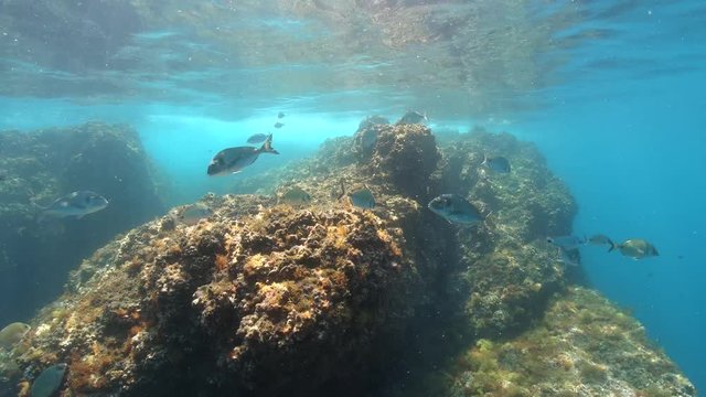 Sea breams fish with rock under water surface in the Mediterranean, France, Occitanie, Pyrenees-Orientales, 59.94fps