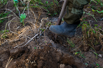 Fototapeta premium a man digs potatoes with a shovel. Russia, harvesting.