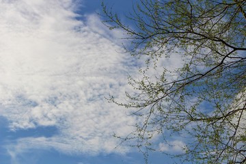 The trees are blooming during the rainy season and the blue sky has white clouds