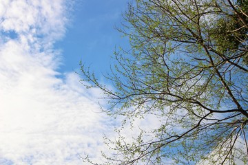 The trees are blooming during the rainy season and the blue sky has white clouds