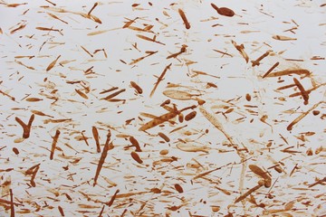 Brown mud stuck on the white car door