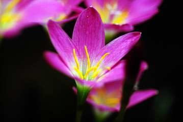 Pink Lily Flowers with pollen grains