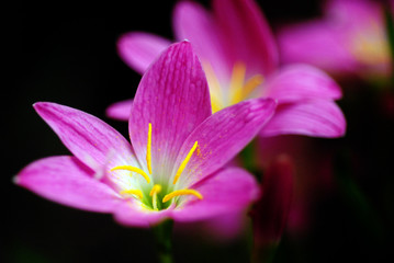 Fototapeta na wymiar Pink Lily Flowers with pollen grains