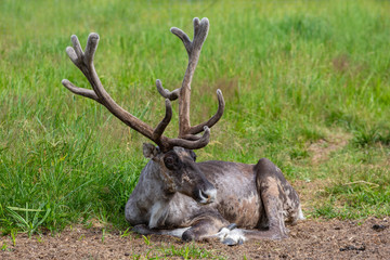 Young male reindeer lies on the grass