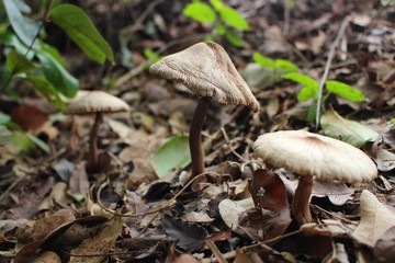 Brown poisonous mushrooms are growing in the forest