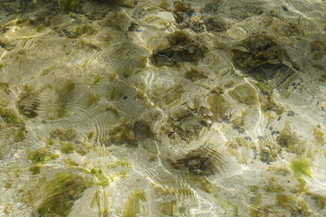 Grüne und braune algen an einem Strand auf Mauritius