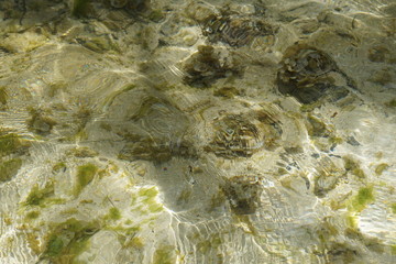 Grüne und braune algen an einem Strand auf Mauritius