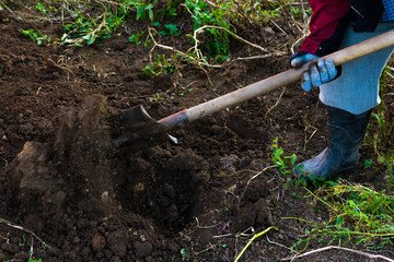 a man digs potatoes with a shovel. Russia, harvesting.