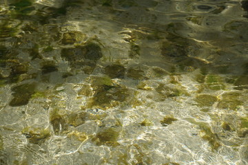 Grüne und braune algen an einem Strand auf Mauritius