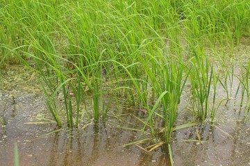 Jasmine rice plants are growing in paddy fields that have a lot of water due to rain
