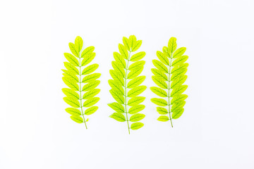 green fern leaf isolated on white background