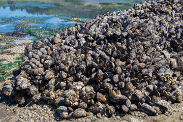 Mussels 