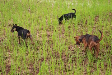 Snake hunting dogs in the rice fields, farmers who grow jasmine rice during the rainy season