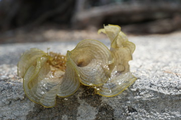 braune und grüne algen am strand in mauritius