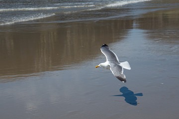 Seagull 