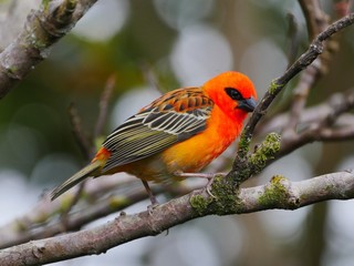 Red Bird perching