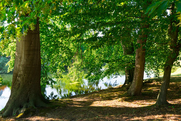 trees and water in public park.  Rinteln, Germany