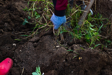 a man digs potatoes with a shovel. Russia, harvesting.