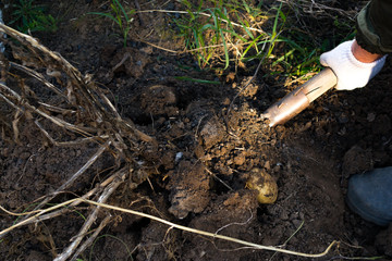 a man digs potatoes with a shovel. Russia, harvesting.