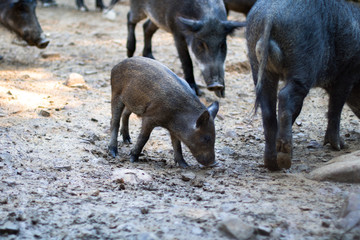Fototapeta premium herd of wild boars in the forest, adult and baby boars