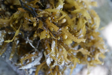 Braune und grüne algen im wasser auf mauritius im sommer 