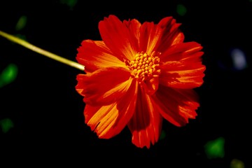 Orange red black flower found in a green deciduous forest. Close-up on the inside of the flower, with petals. 