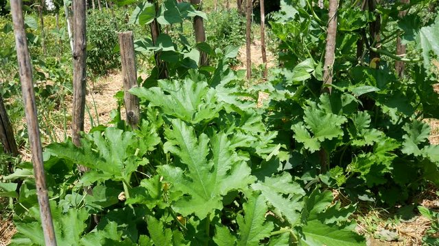 a farmer collects vegetables in the basket in the garden. the Talli are the leaves, the flowers, the shoots and the small fruits of pumpkins and courgettes (zucchini), very consumed in southern Italy