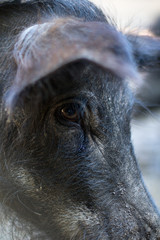 closeup of head of wild boar in the forest