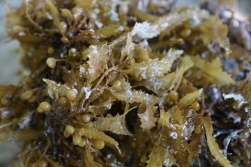 Braune und grüne algen im wasser auf mauritius im sommer 