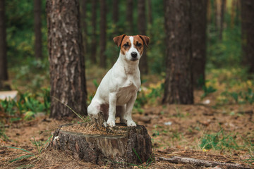 dog forest sitting leaves