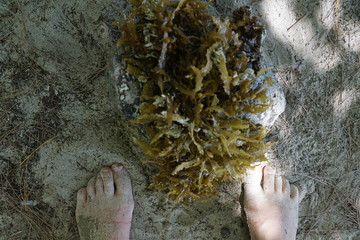 braune und grüne algen auf mauritius