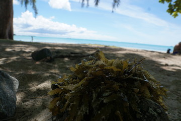 braune und grüne algen auf mauritius